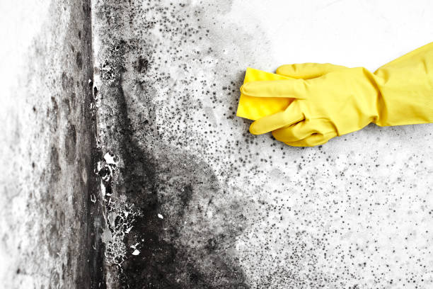 Best Mold Testing  in Morris, MN