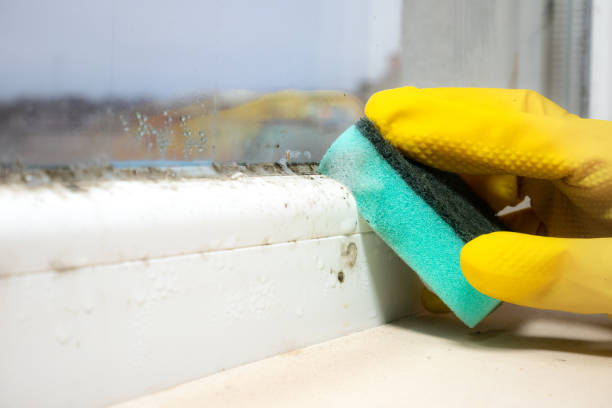 Best Mold Testing  in Morris, MN
