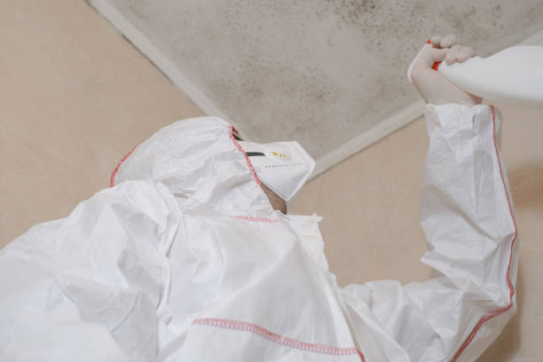Best Professional Mold Removal  in Morris, MN