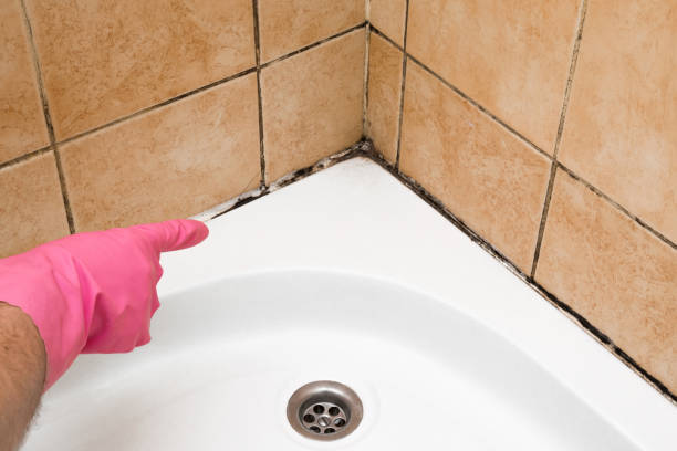 Best Residential Mold Removal  in Morris, MN